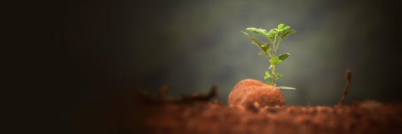 Sie bewerten uns – wir pflanzen einen Baum in Ihrem Namen